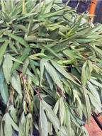 Asam Sour Leaf
