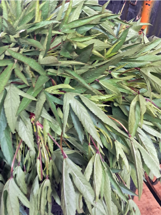 Asam Sour Leaf