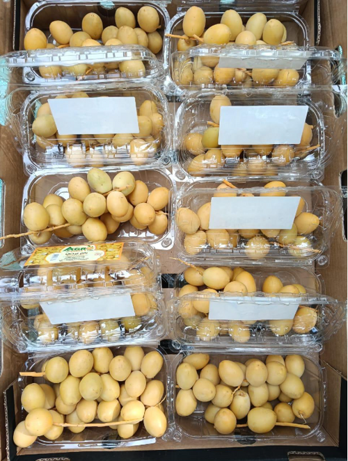 Barhi Dates
