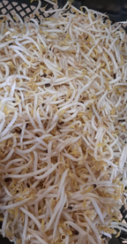Beansprouts