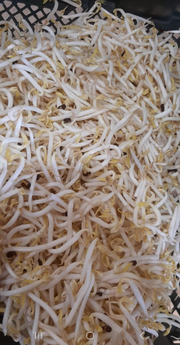 Beansprouts