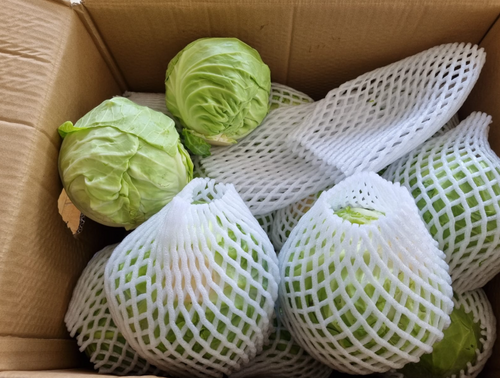 Beijing Cabbage