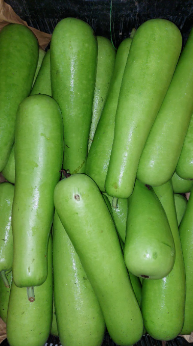 Bottle Gourd Labu