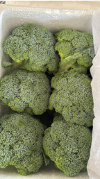 Broccoli