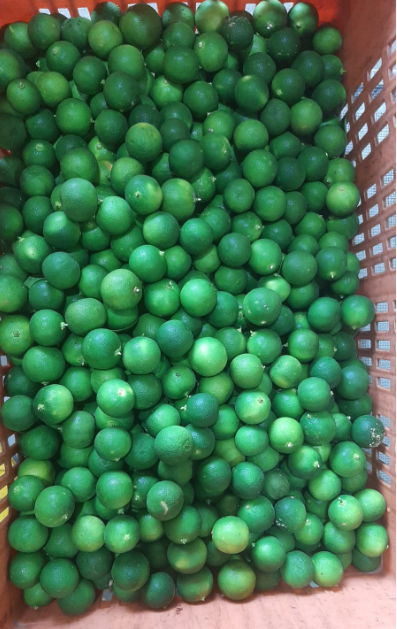 Calamansi Lime