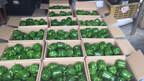 Capsicum Green