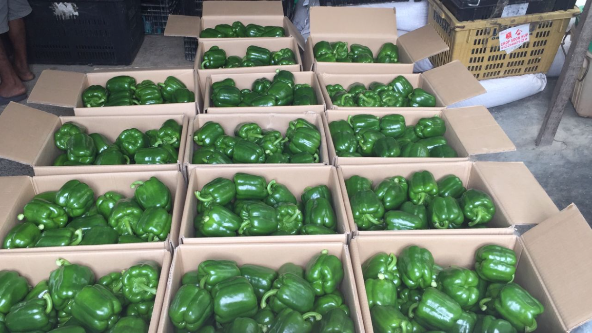 Capsicum Green