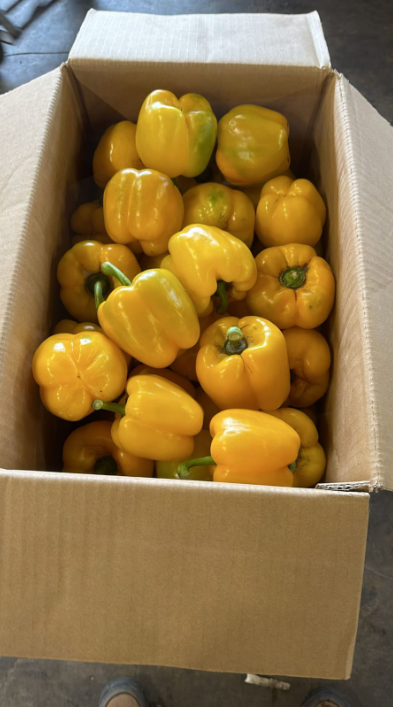 Capsicum Yellow