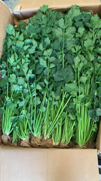 Chinese Celery