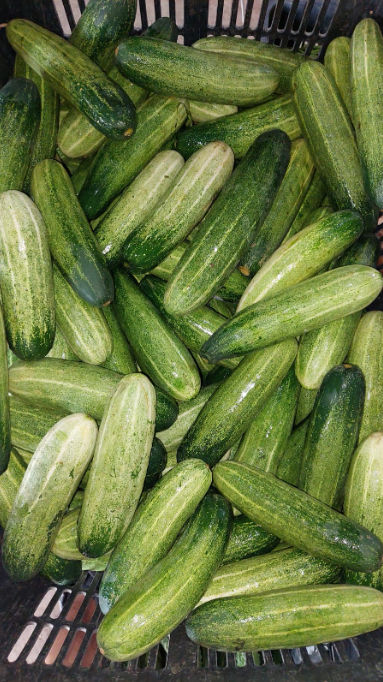 Cucumber