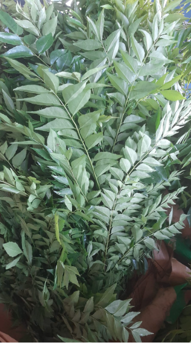 Curry Leaf