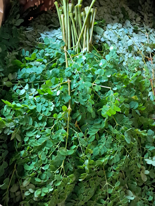 Drumstick Leaf Morina Leaf