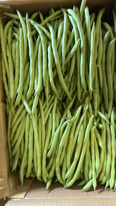 French Bean