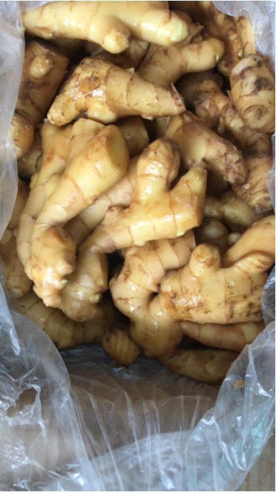 Ginger