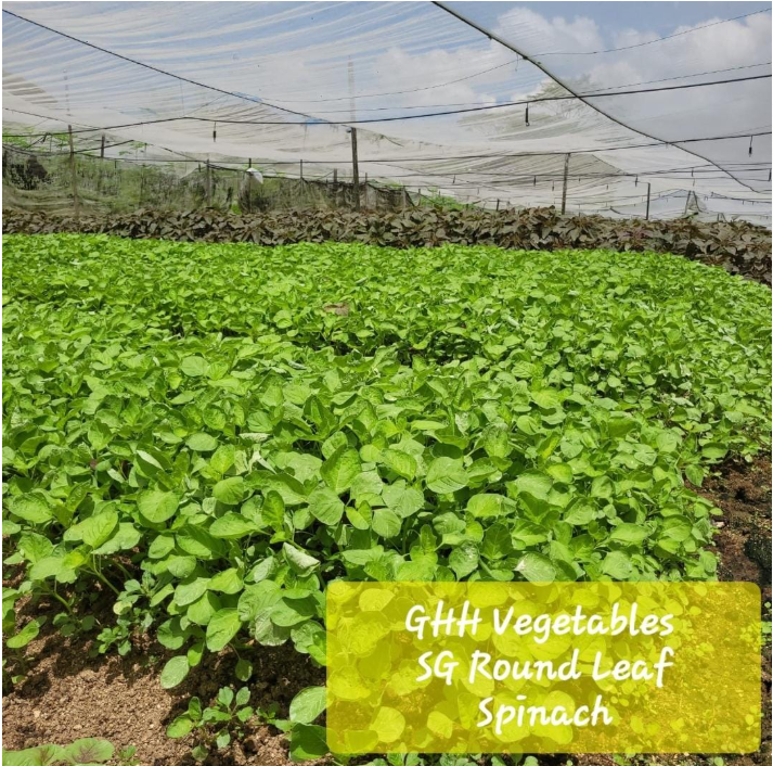 Spinach Round Green