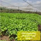 Spinach Round Green