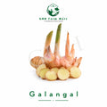 Galangal