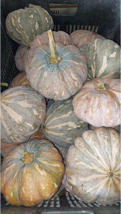 Pumpkin Small