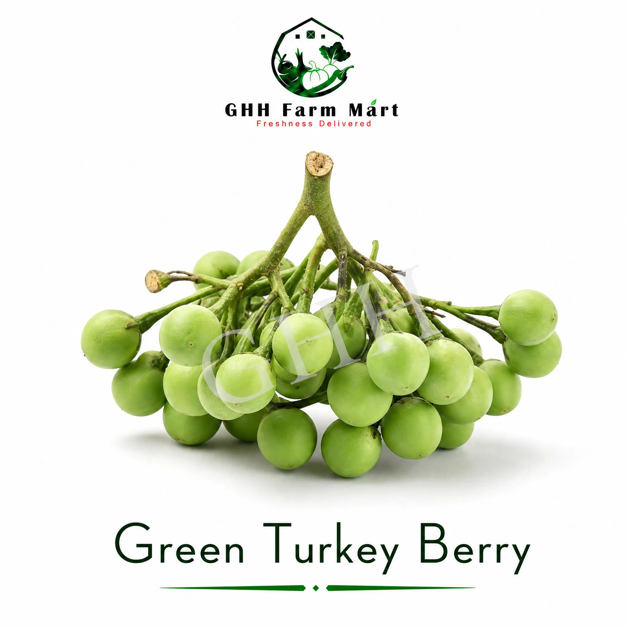 Green Turkey Berry