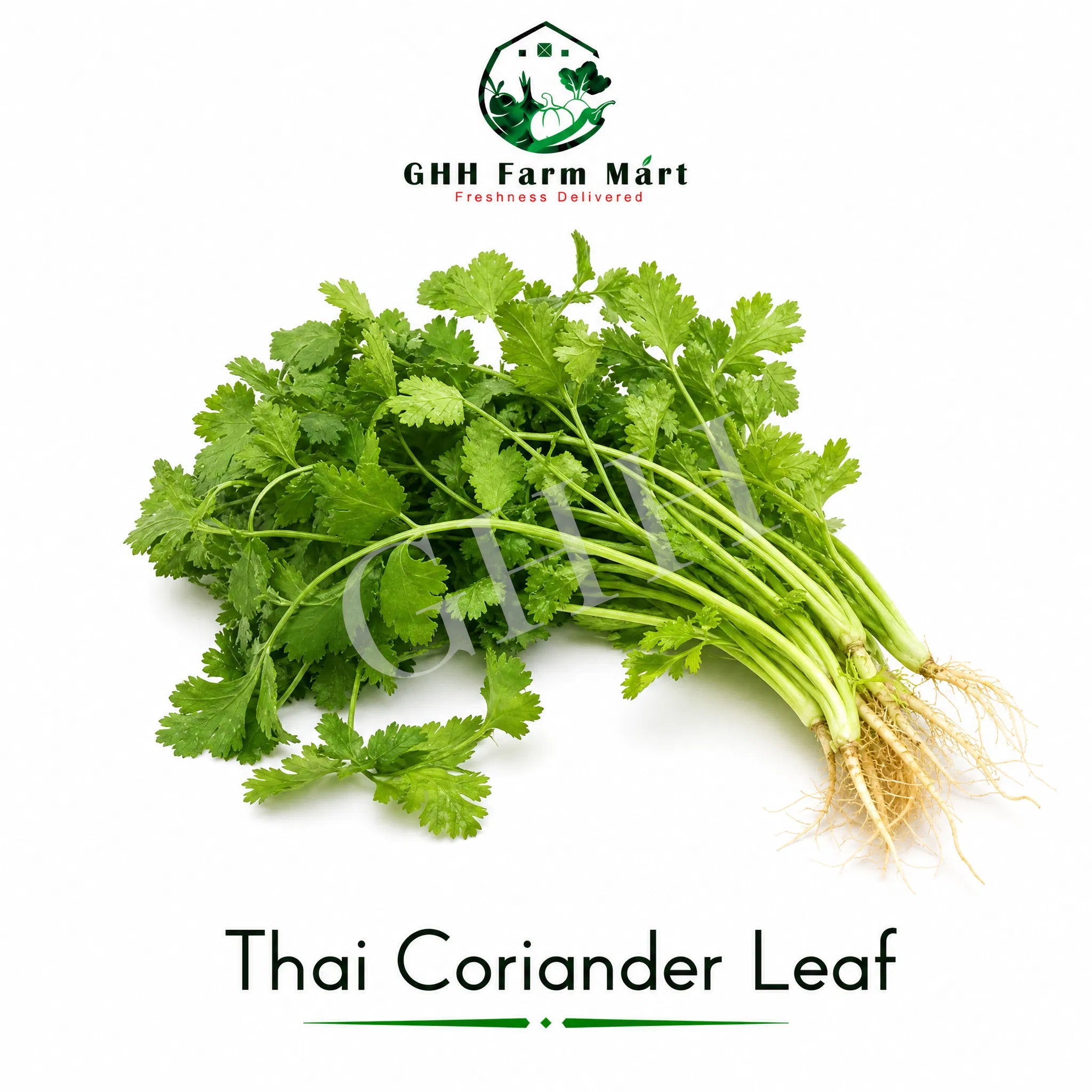 Thai Coriander Leaf