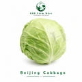 Beijing Cabbage