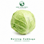 Beijing Cabbage