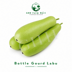 Bottle Gourd Labu