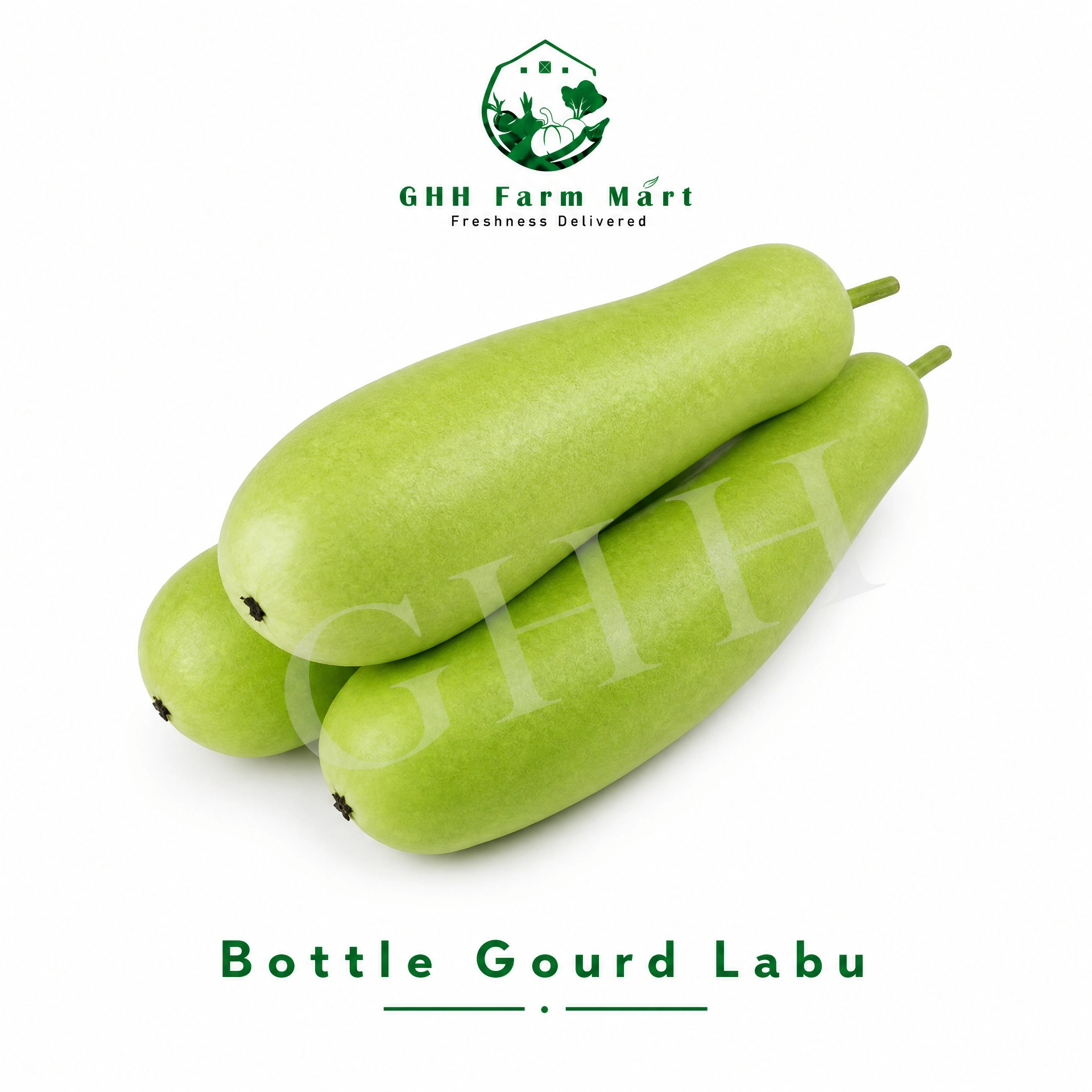 Bottle Gourd Labu