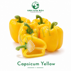 Capsicum Yellow