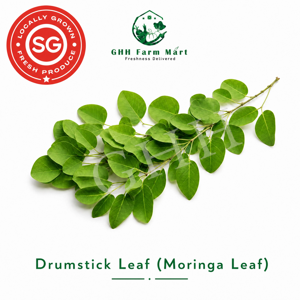 Drumstick Leaf Morina Leaf