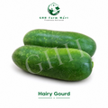 Hairy Gourd