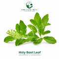 Holy Basil Leaf