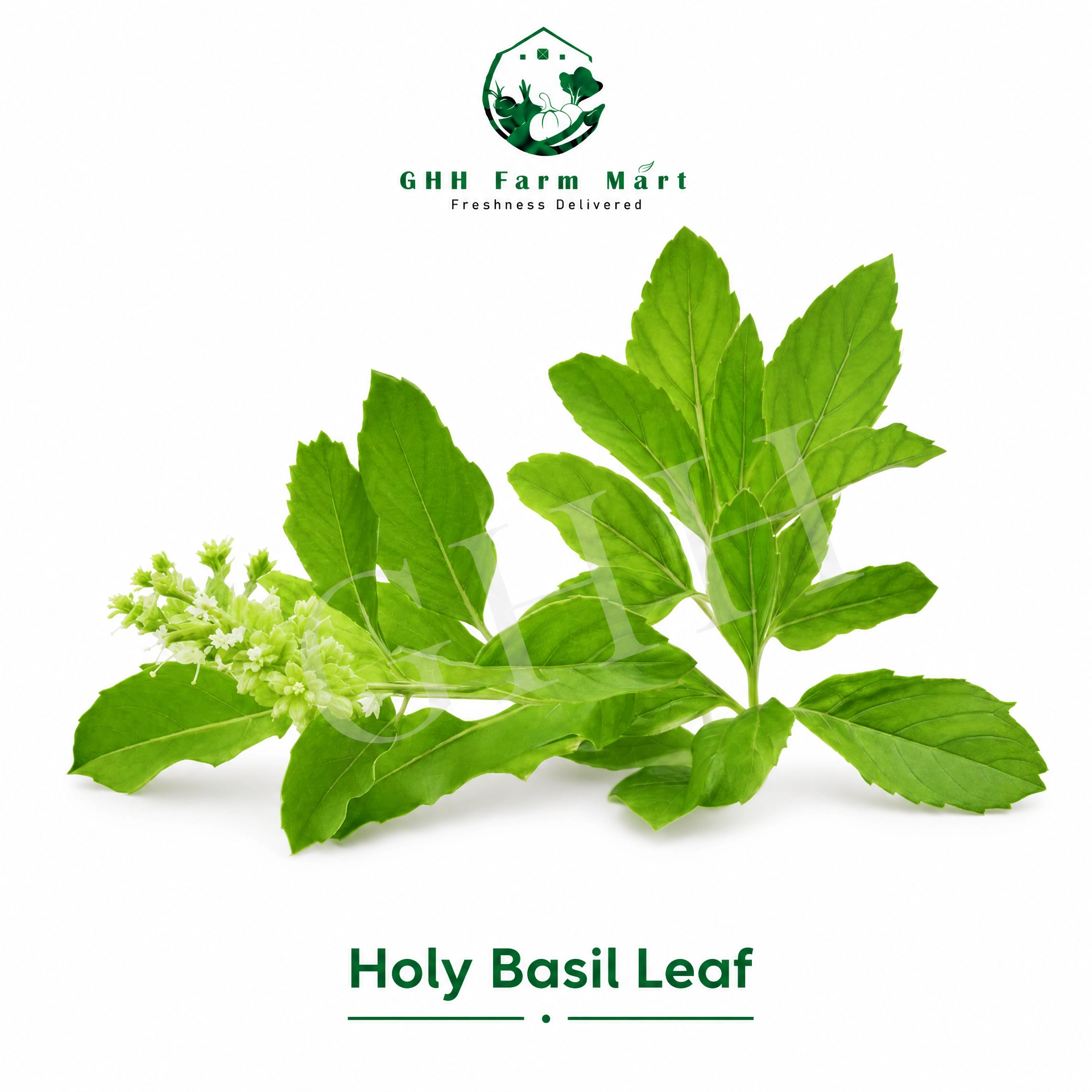 Holy Basil Leaf