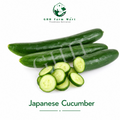 Japanese Cucumber
