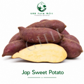 Japanese Sweet Potato