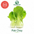 Pak Choy