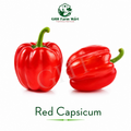 Red Capsicum