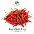 Red Chilli Padi