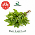 Thai basil Leaf