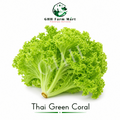 Thai Green Coral