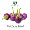 Thai Purple Brinjal
